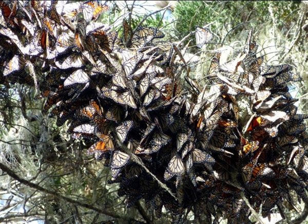 Бабочки Монарх