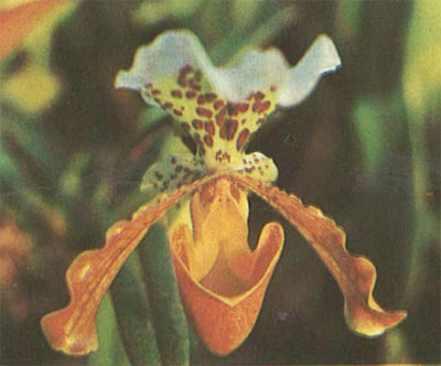 Ботанический сад. Орхидея Венерин башмачок
