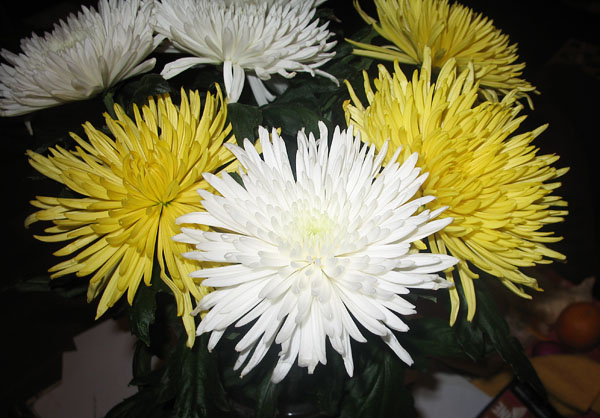 Белые и желтые хризантемы
