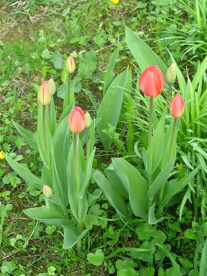 Семейство тюльпанов в саду